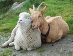 Description and features of the goat and sheep and the difference between these animals