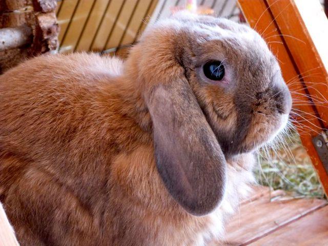 carnero de orejas caídas de conejo