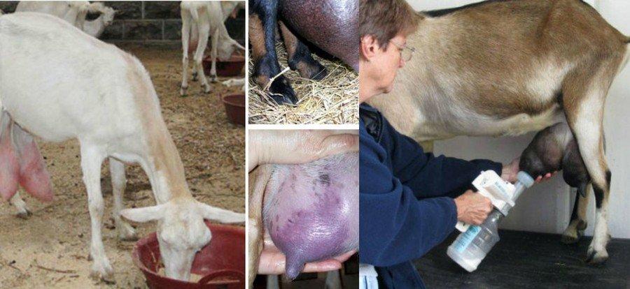 goat mastitis