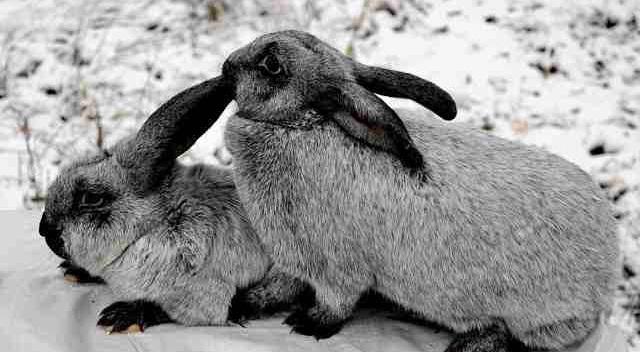 mating rabbits