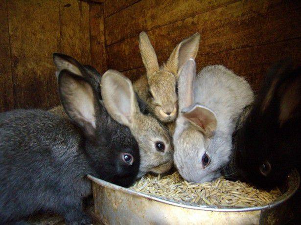 feeding rabbits