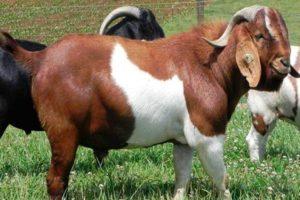 What breed of goats can give the most odorless milk, TOP 15 species