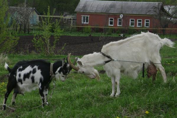 goats butt