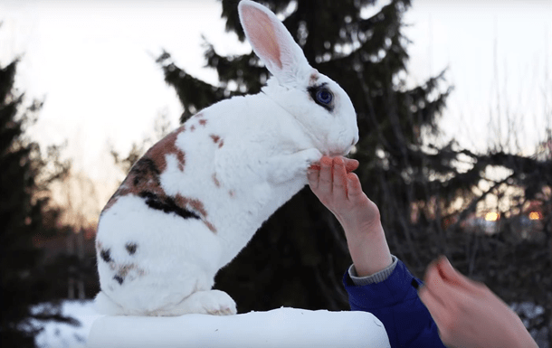 formation de lapin