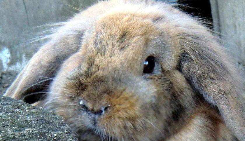 rabbit pasteurellosis