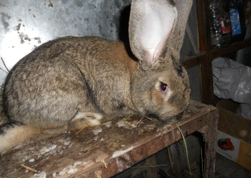 lapin flandre