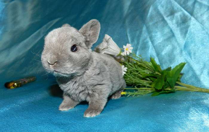 dwarf rabbit