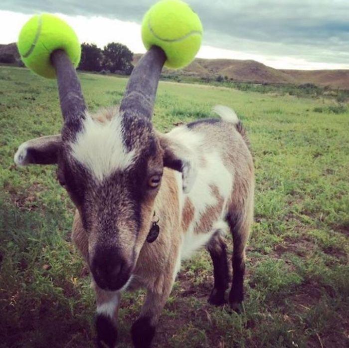 pelotas de tenis