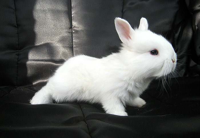 lapin blanc