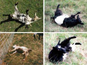 Description and characteristics of faint goats, rules of keeping