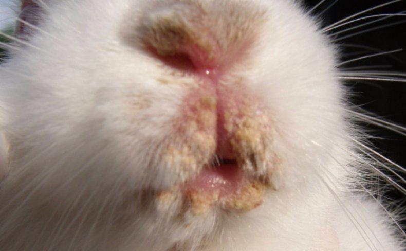 rabbit pasteurellosis