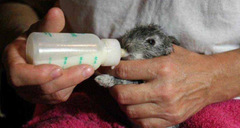 feeding rabbits