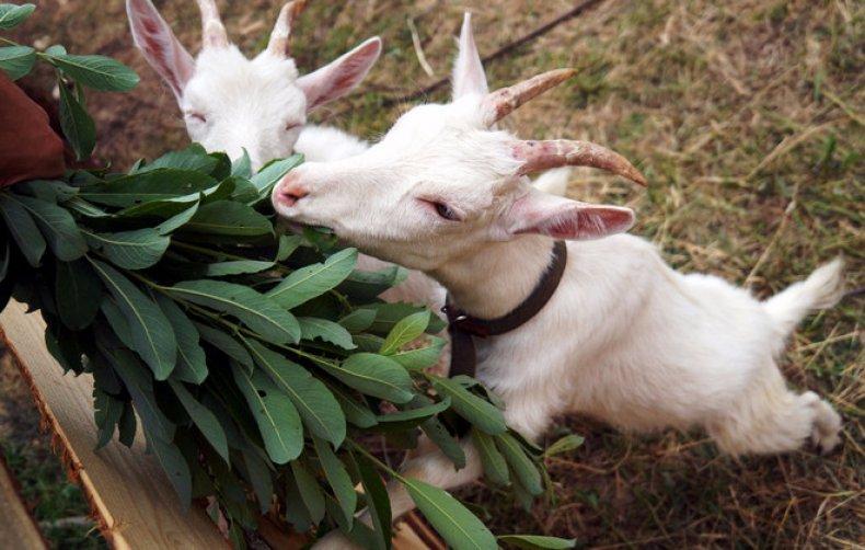 cetosis en cabras