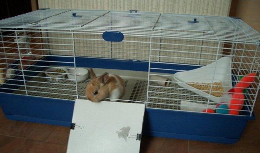 rabbit cage