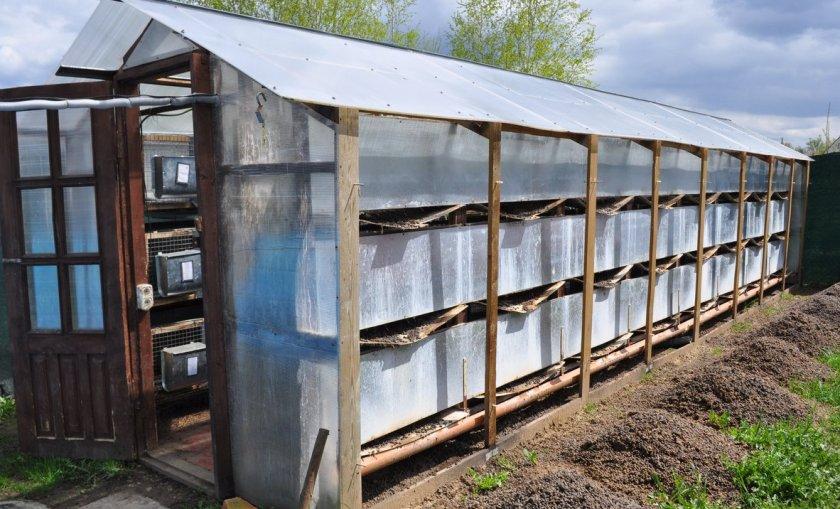 rabbit shed