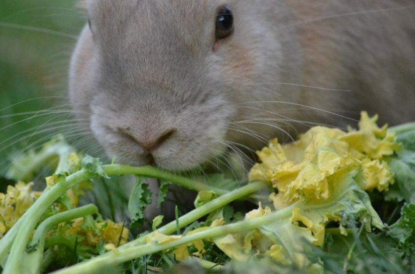 rabbit feeding