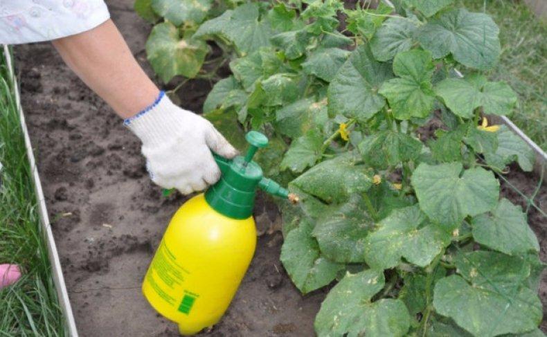 spraying cucumbers