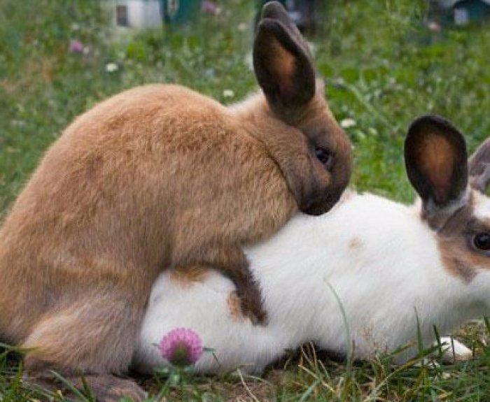 accouplement de lapins