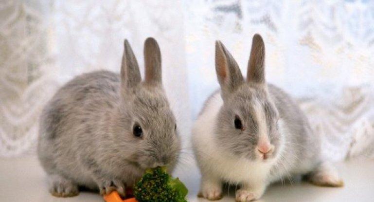 alimentando conejos