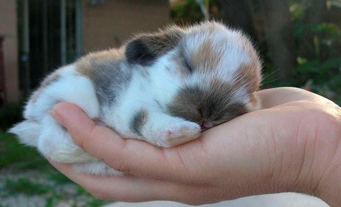 lapin dans les bras