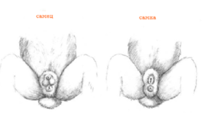 Comment connaître le sexe d'un lapin par les différences entre les mâles et les femelles, le moment de la détermination