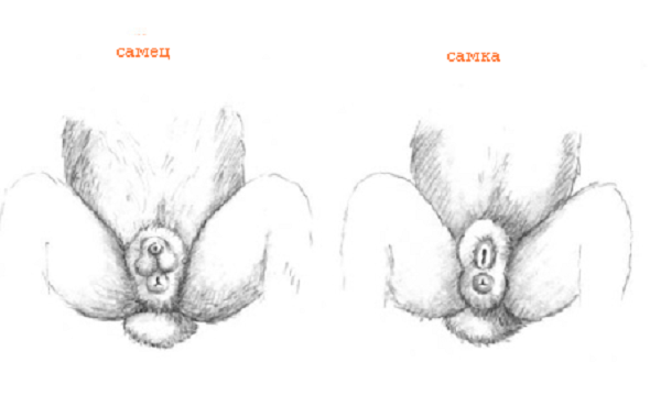 le sexe du lapin comment déterminer