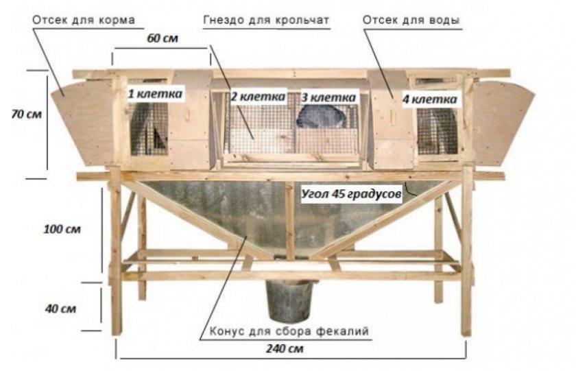 triušis gatvėje