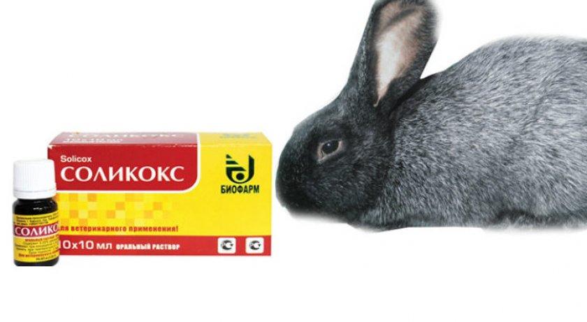 Solikoxin käyttöohjeet kaneille