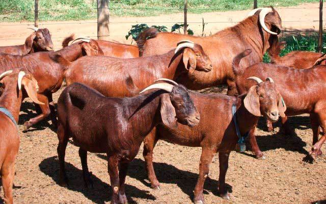 kalahari goats