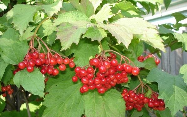 pruning viburnum