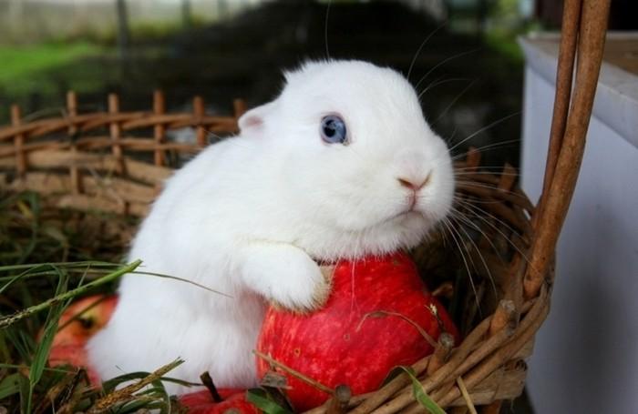 como entrenar a un conejo