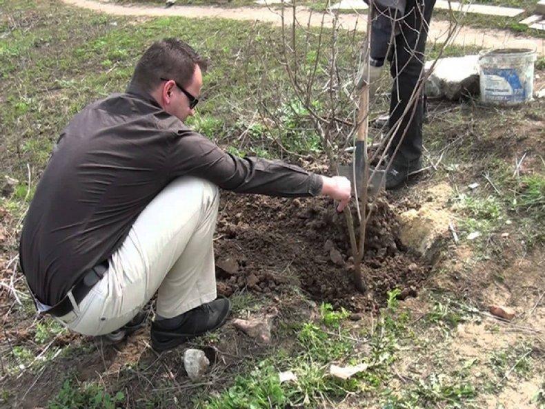 planting a bush