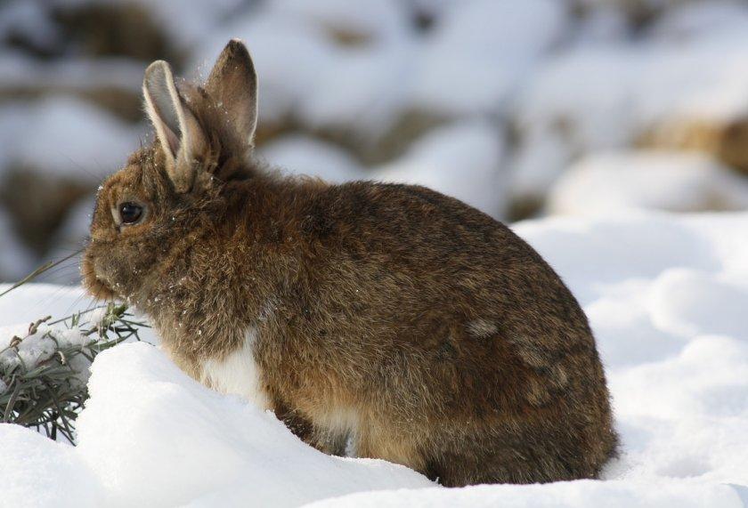 conejo en la nieve