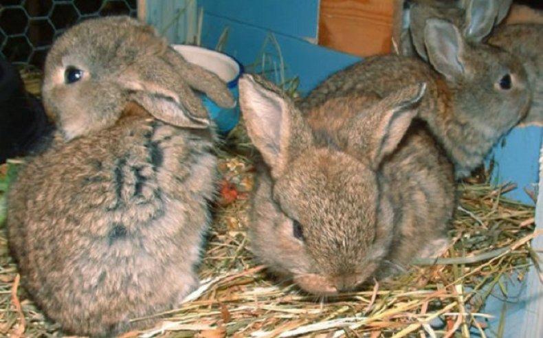 alimentando conejos