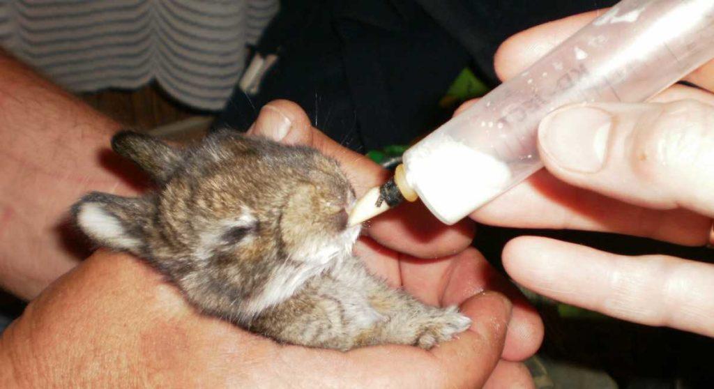 feeding rabbits