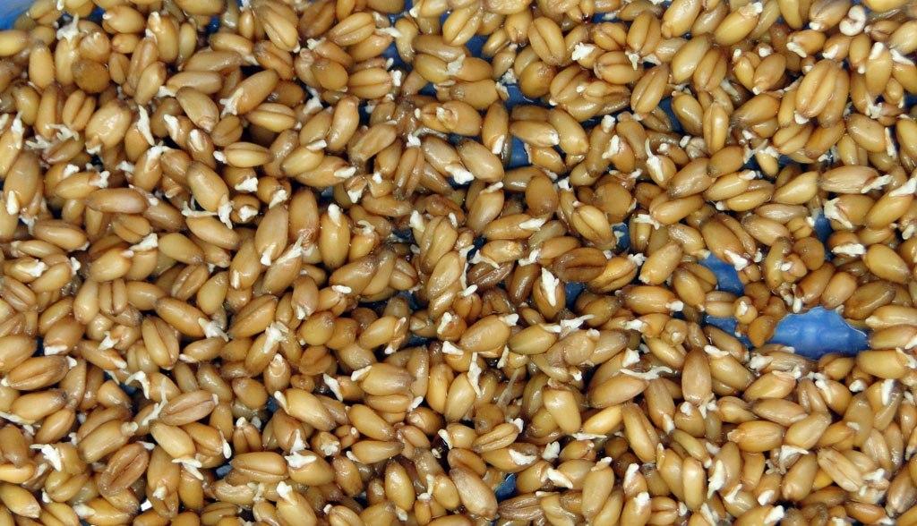 sprouted barley