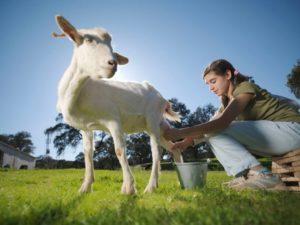 Que faire si la chèvre ne donne pas complètement son lait et méthodes pour résoudre le problème