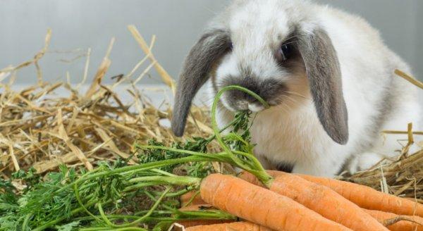 feeding rabbits