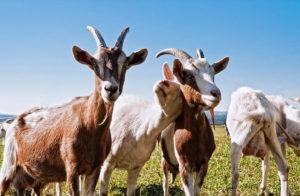 How to determine the lack of vitamins in goats, from what time to give and doses