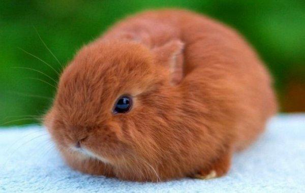 dwarf rabbit