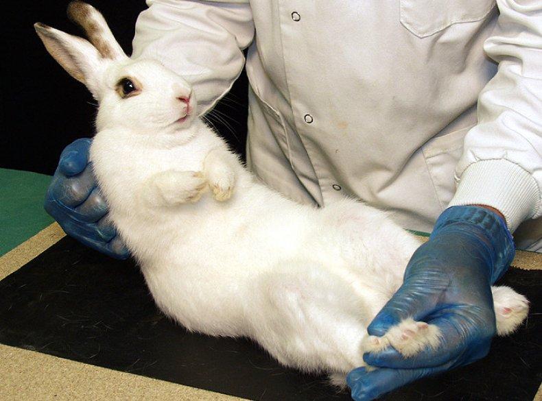 castration of rabbits