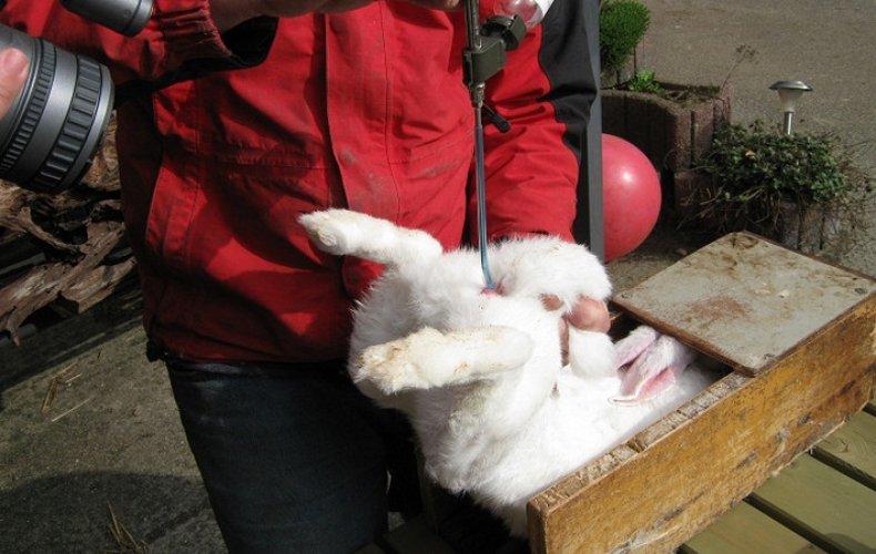 artificial insemination of rabbits