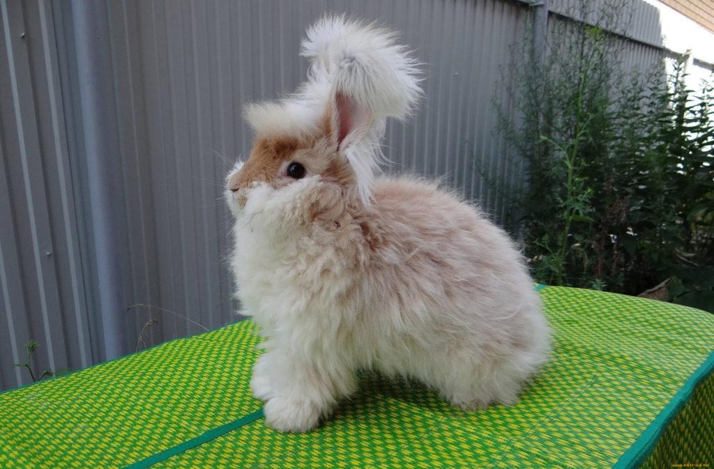 cortes de pelo de conejo