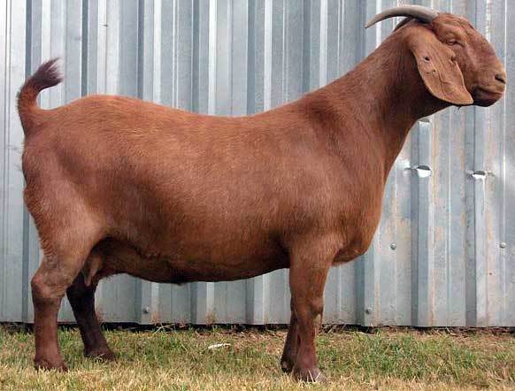 kalahari goats