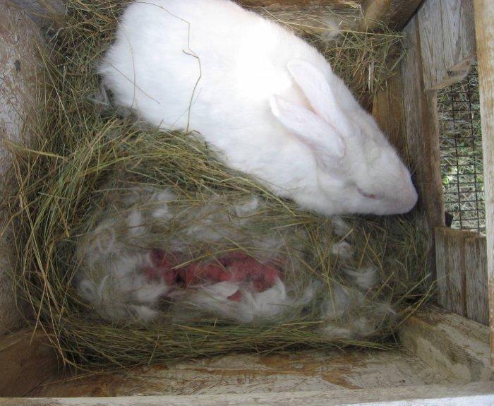 childbirth of a rabbit