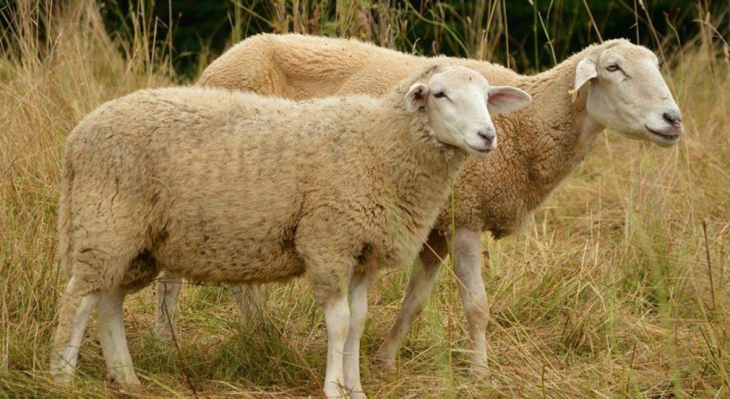 two sheep