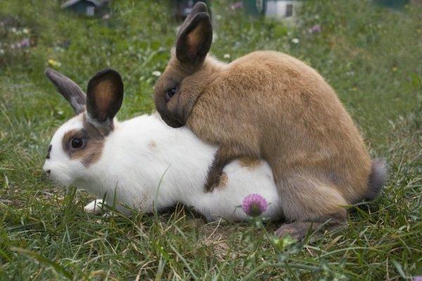 accouplement de lapins