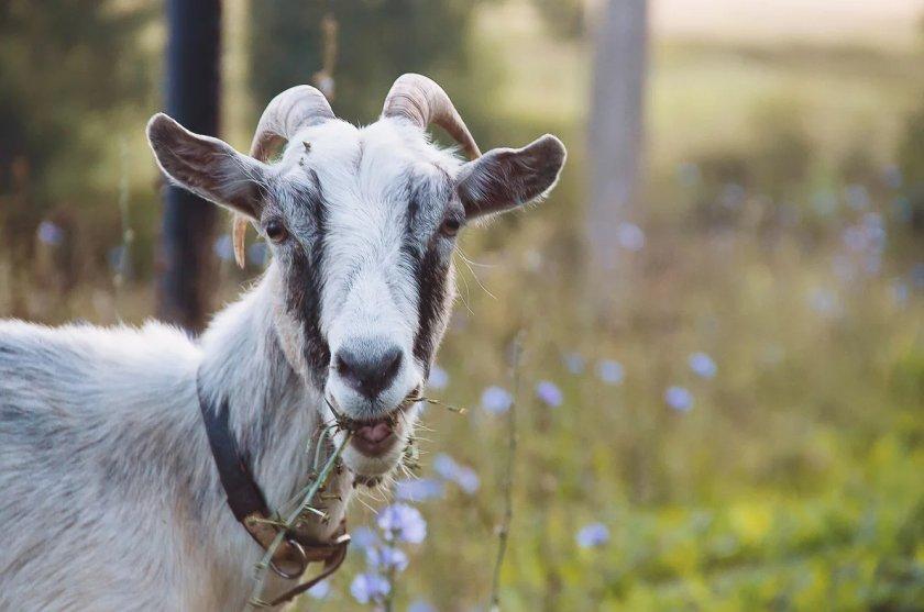 brucellosis in goats