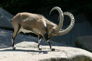 Descripción y condiciones de cría de cabras montesas alpinas, costo de la cabra montés