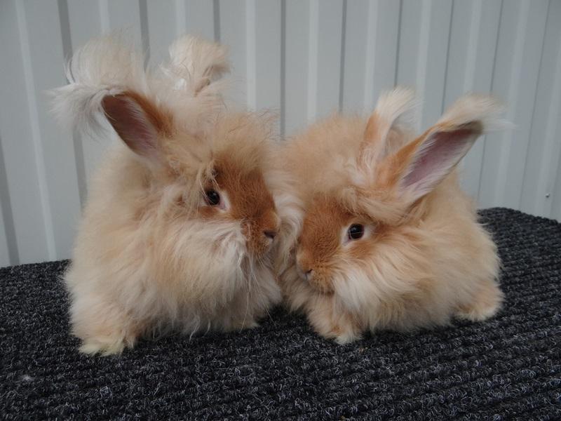 red Angora rabbit